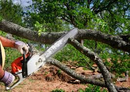 How Our Tree Care Process Works  in  Twin Grove, IL