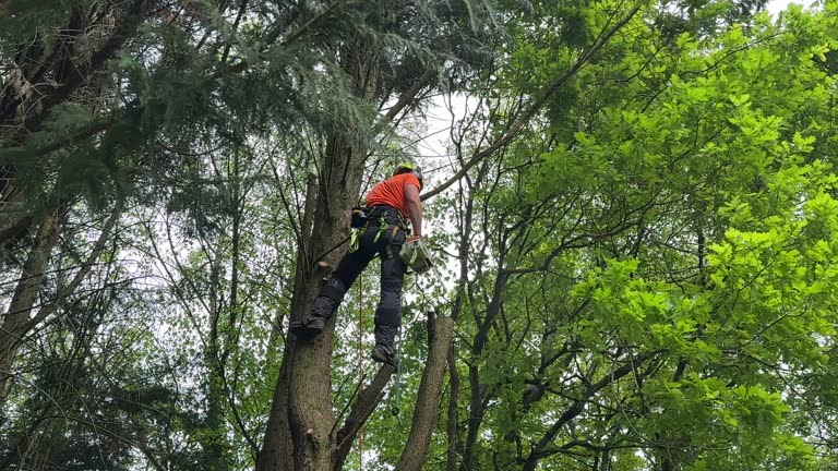 Professional Tree Care Services in Twin Grove, IL